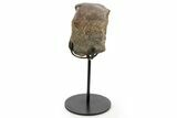 Fossil Dinosaur Bone Section w/ Metal Stand - Texas #377873-1